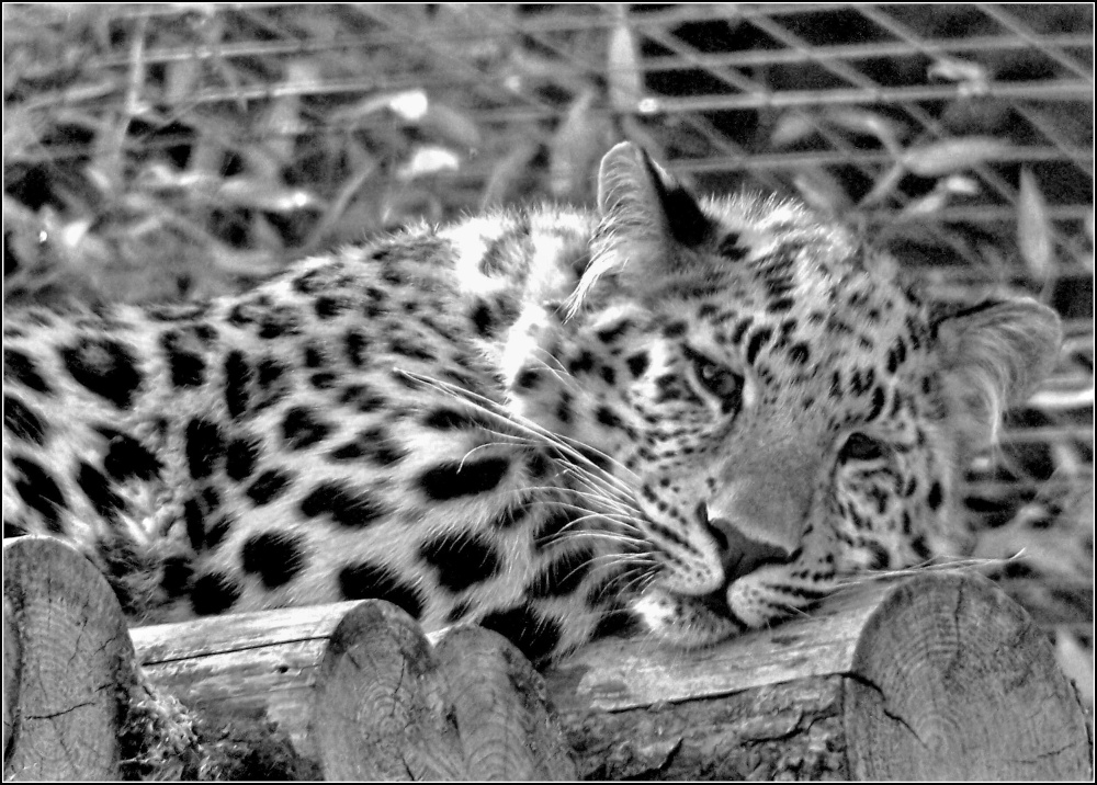 Leopard photo by Amanda Jaynes