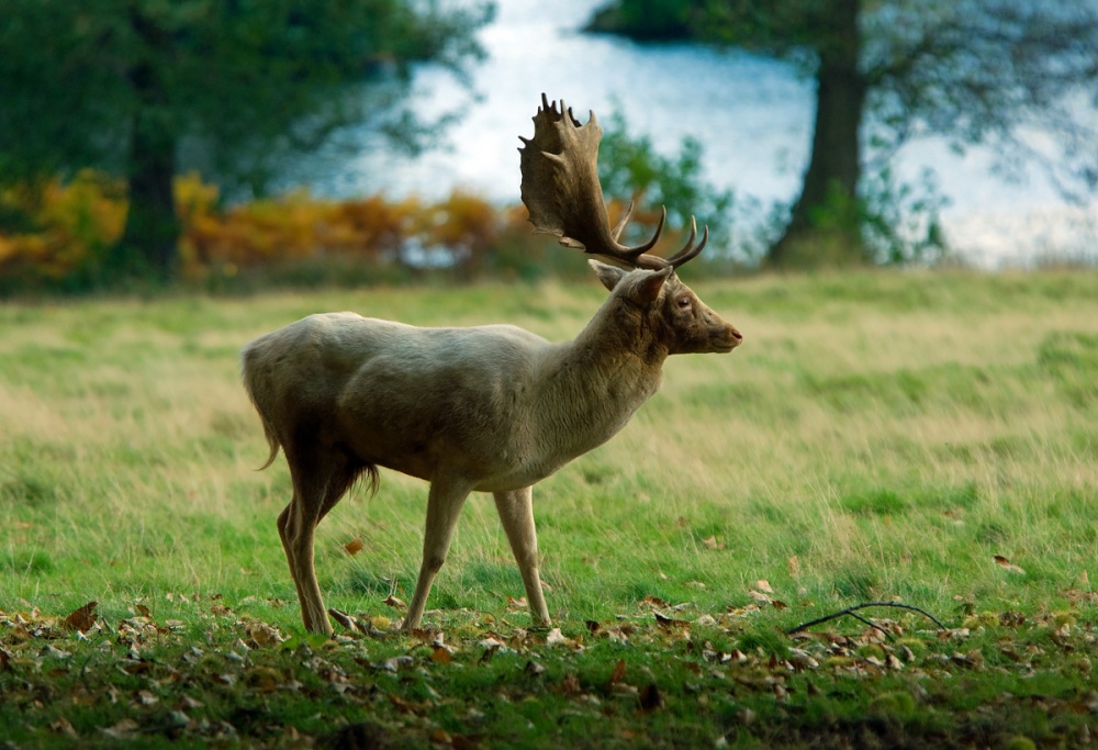 Stag - Petworth photo by Andrew Marks