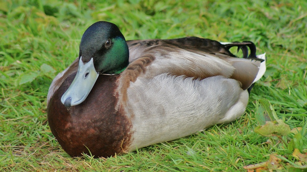 Mallard