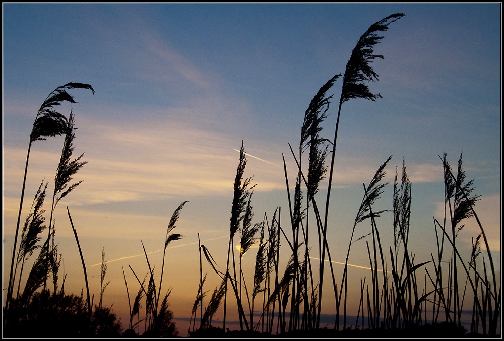 Reeds in the sunset