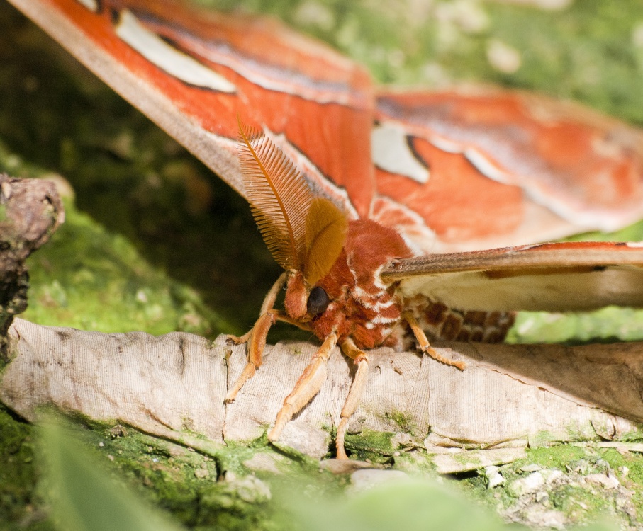 Moth photo by Sally Birch