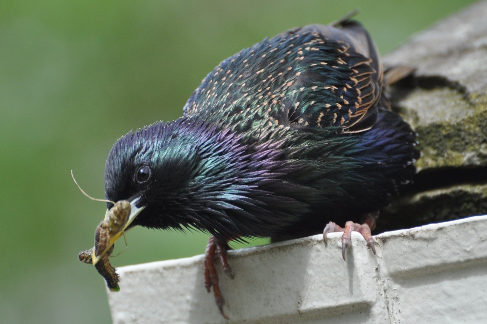 Photograph of Starling with caterpillars