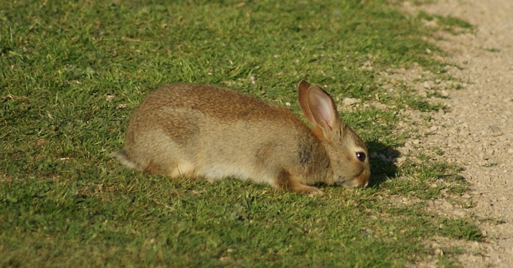 Wild Rabbit