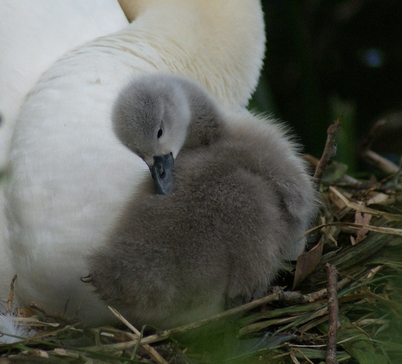 Cygnet