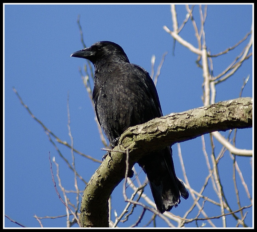 Crow