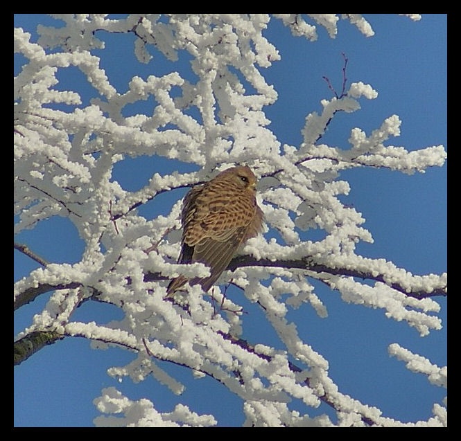Kestrel