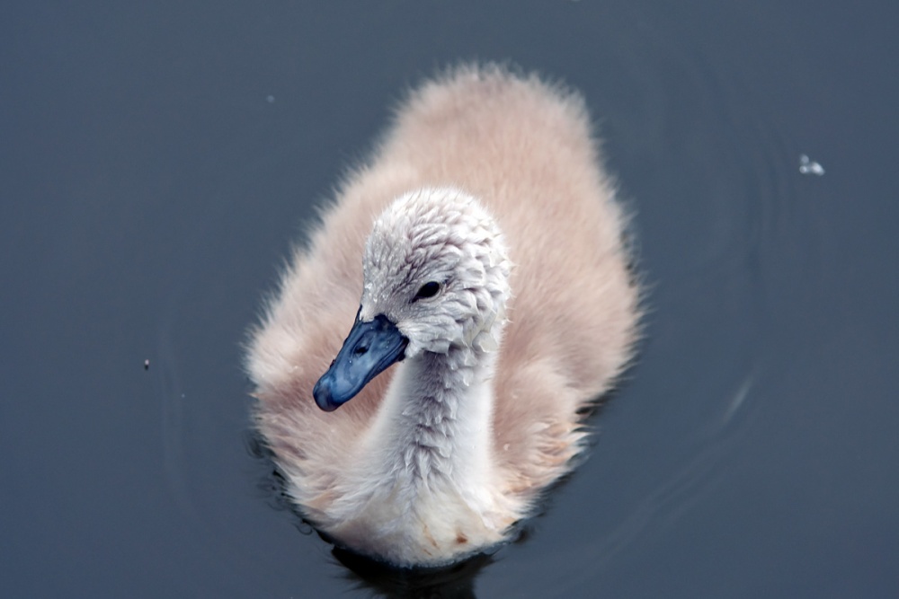 Photograph of Medway Cygnet