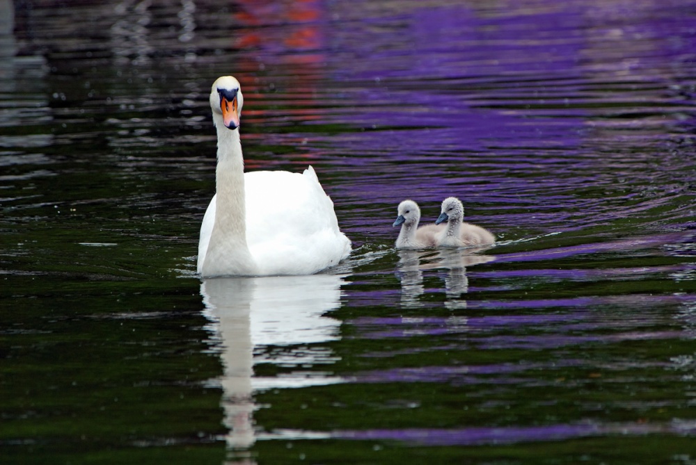 Photograph of Swan and Cygnets 2
