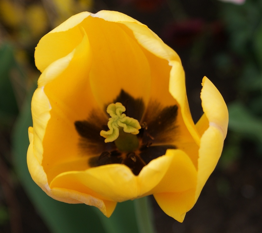 Photograph of Yellow Tulip