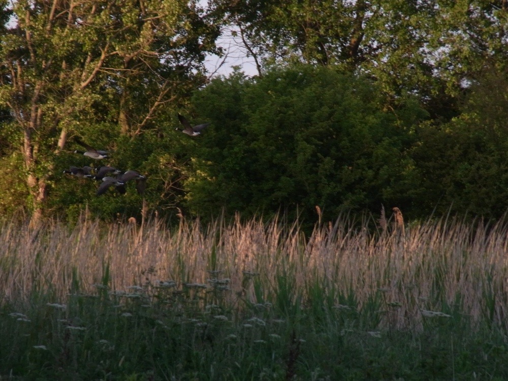 Geese over marsh grass