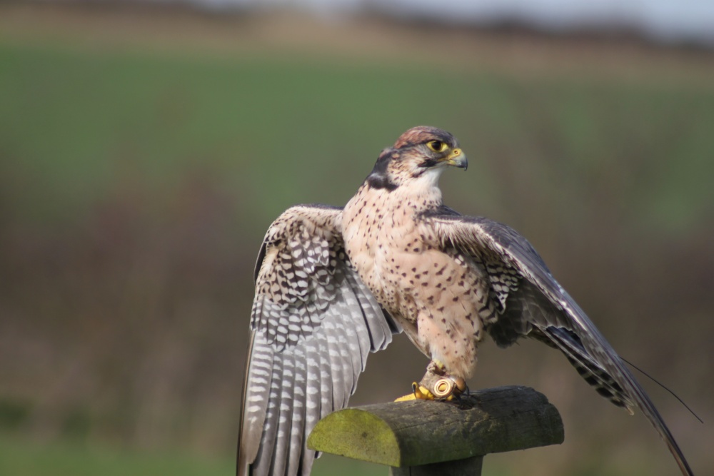 Photograph of A Falcon