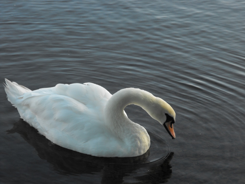 White swan on Windermere