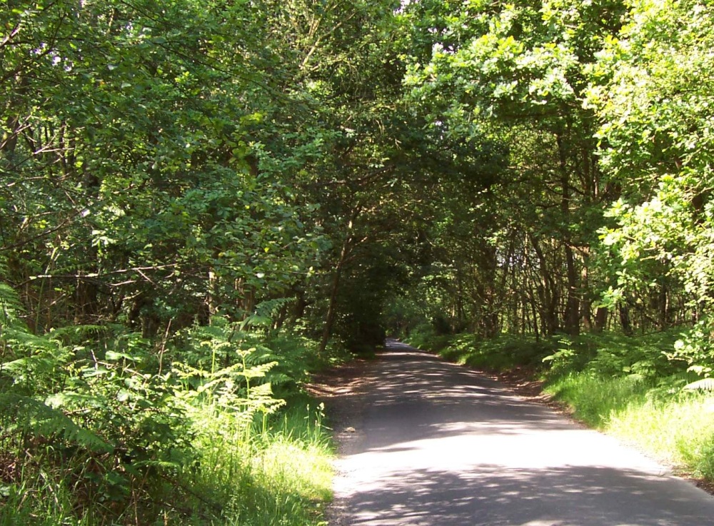 Photograph of Fannie's Lane