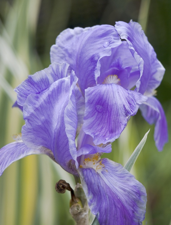 English Country Garden - Blue Iris