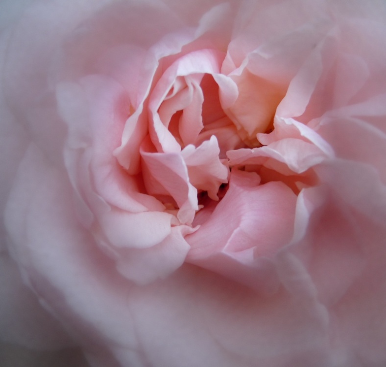 Photograph of Rose