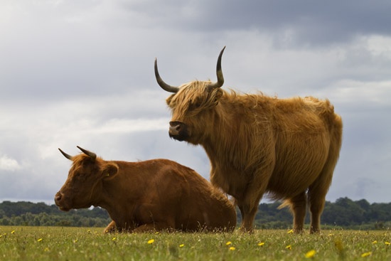 Long Horn cattle