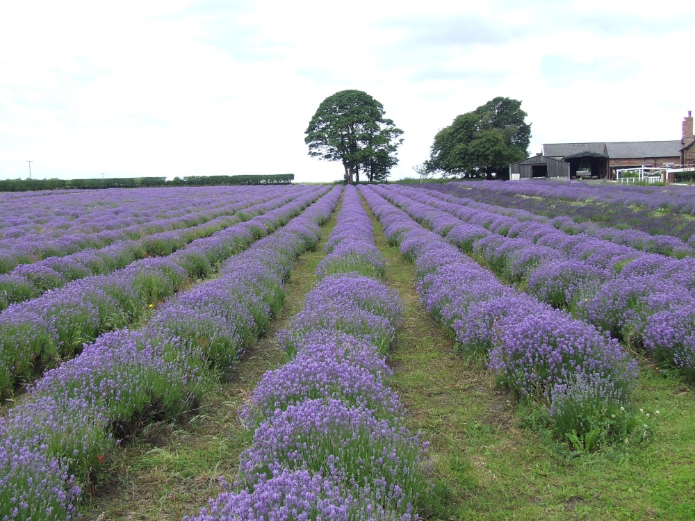 Smelly field ( nice smell )