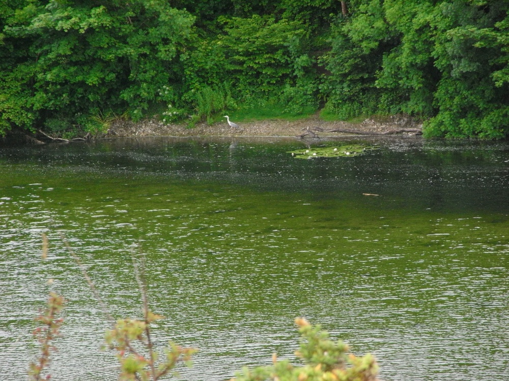 BOSHERSTON LILY PONDS