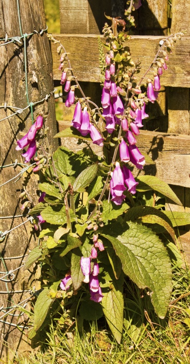 Foxgloves in Rydal Park.