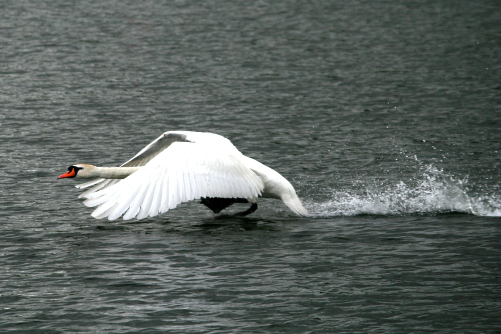 Mute Swan getting airborne.