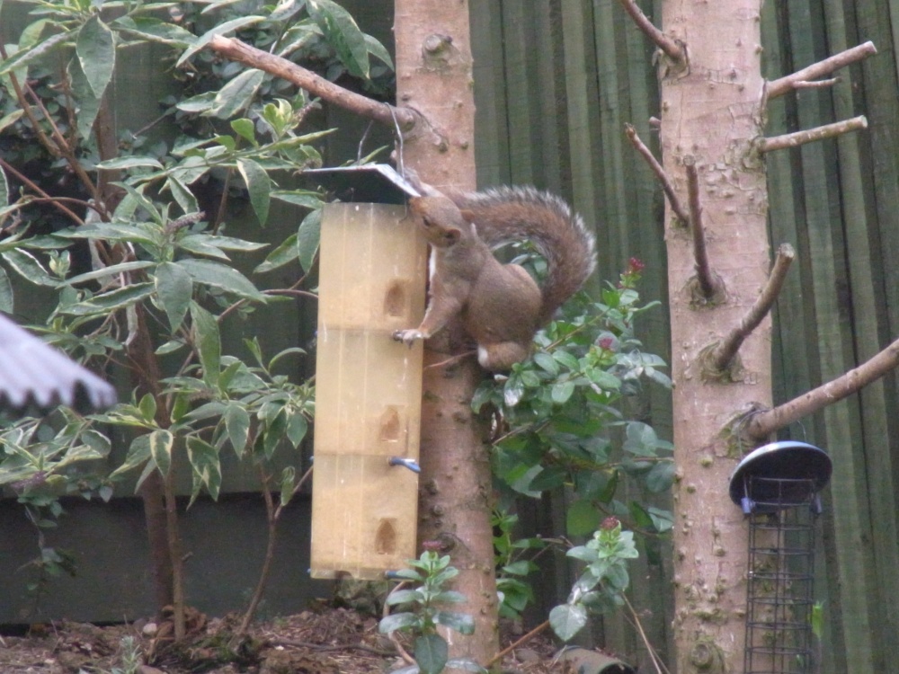 Where did I put my nuts?