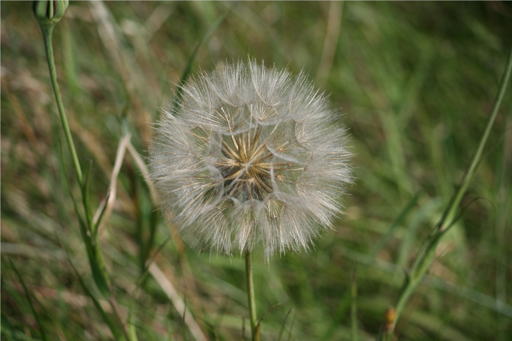 Dandylion Seedhead. On the cliffs above the bay.