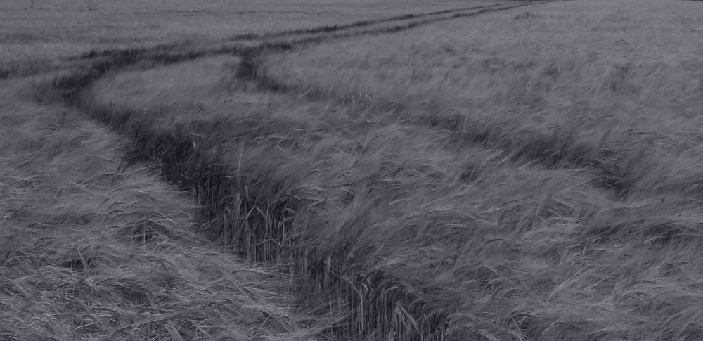 Barley in the breeze