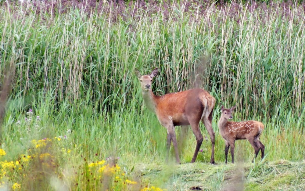 Deer and Fawn photo by Myra Smith