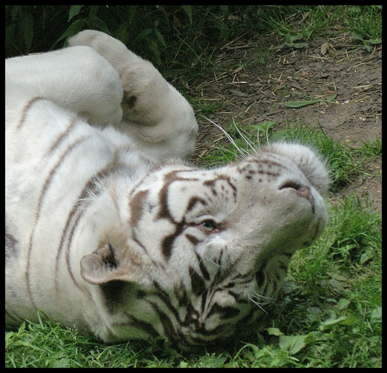 White Tiger
