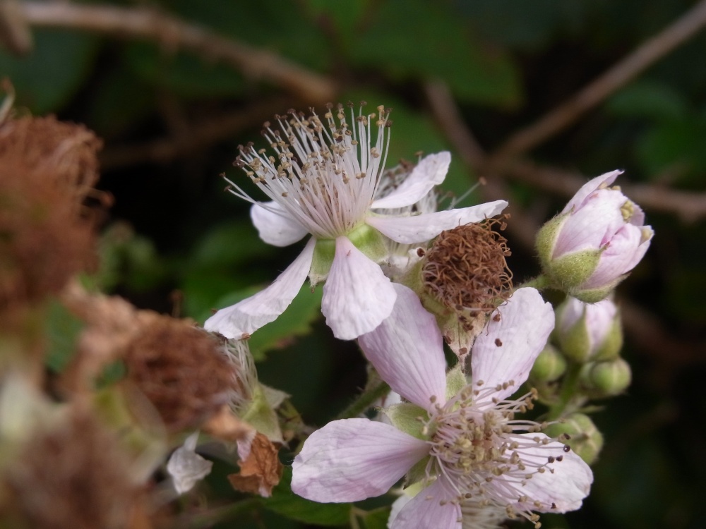 Delicate little flower
