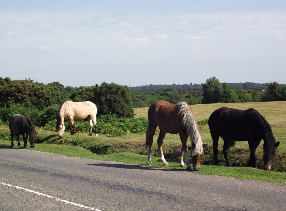 New Forest near Burley in Hampshire