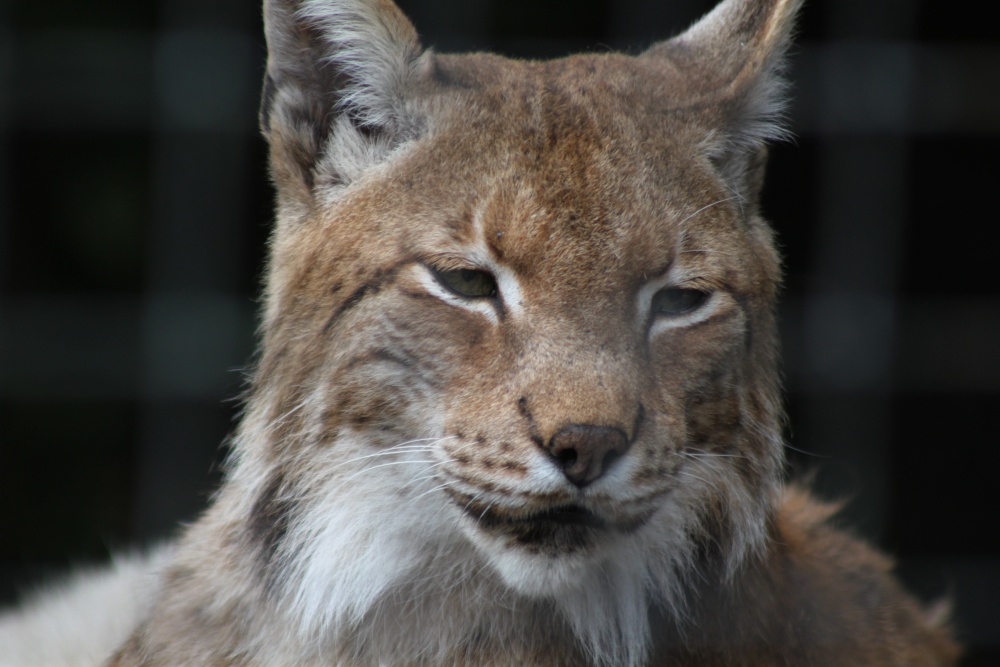 Lynx