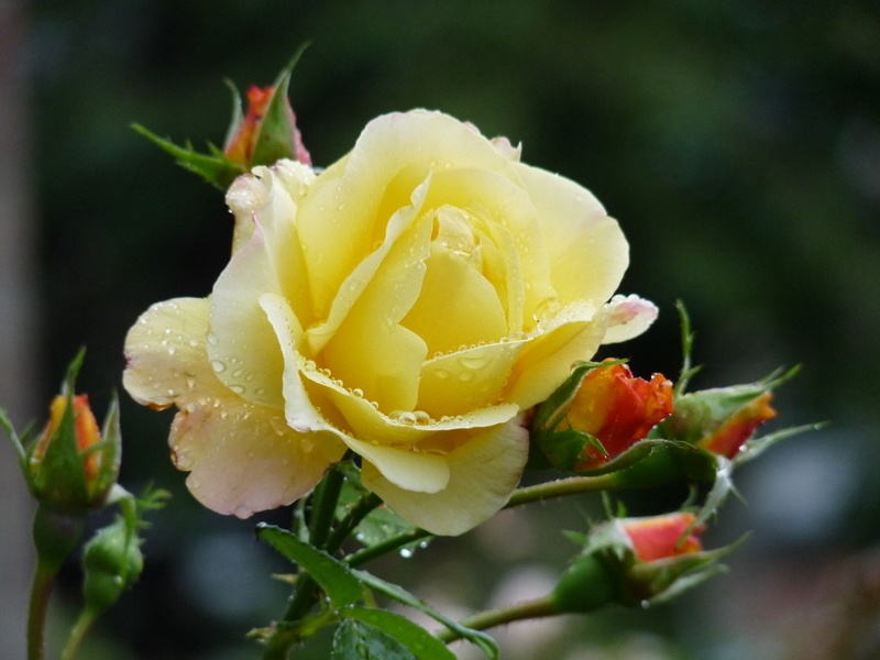 Photograph of Rose
