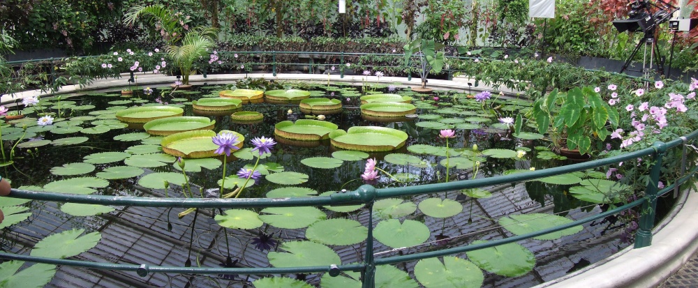 Water lilies
