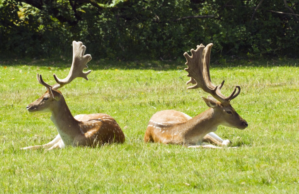 Photograph of Two stags