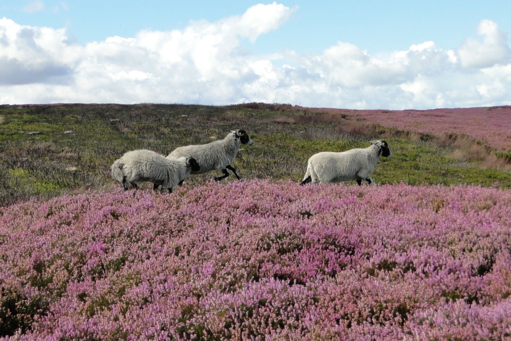 Heather on the Heath