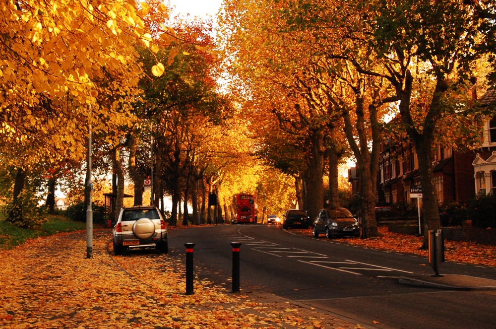 Photograph of Autumn in Brockley