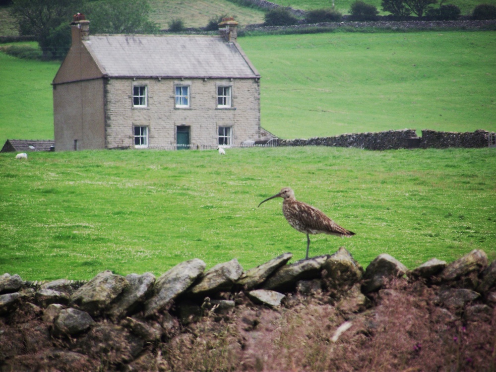 Curlew Taking a Break in Ribblesdale - Yorkshire Dales