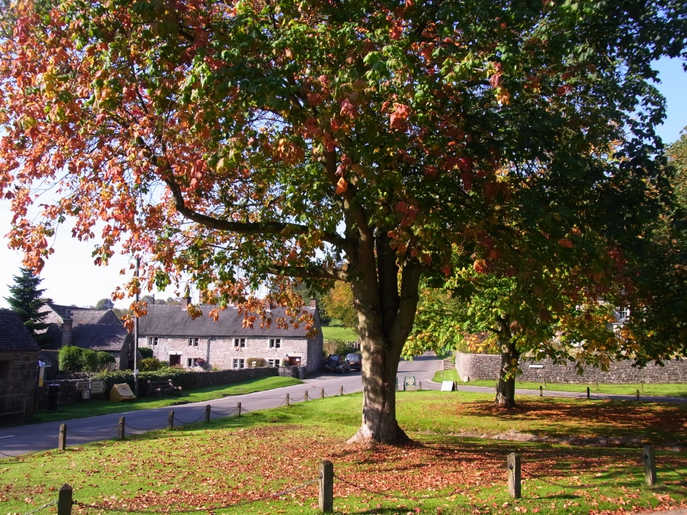 Photograph of Autumn Leaves