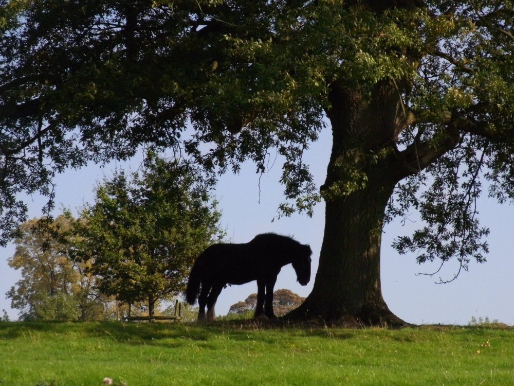 Photograph of In the shade