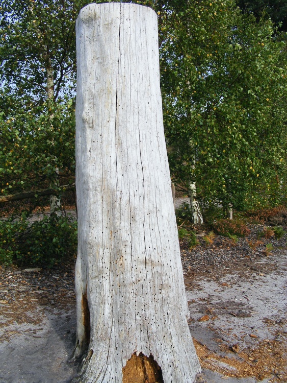 The High Rise Appartment Block--- for termites