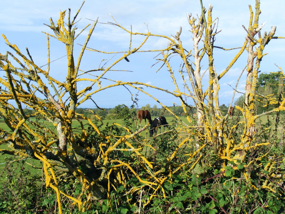 Lichen View Horses