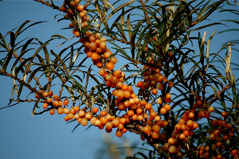 Autumn berries along the Coastal Path at Whitburn.