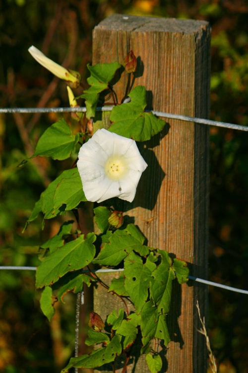 Wild flowers along the Coastal Path at Whitburn.