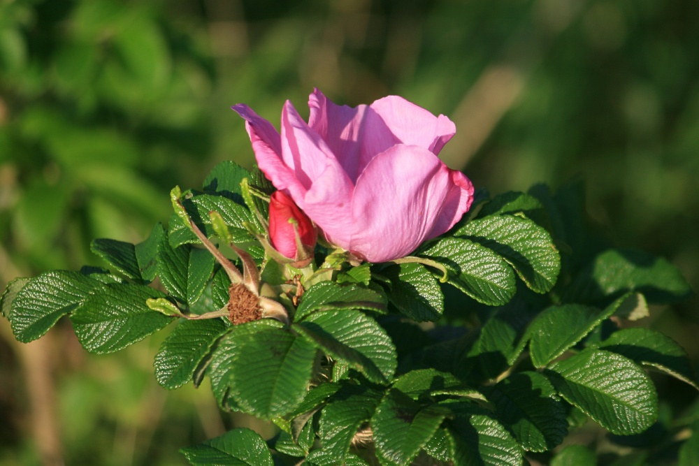 Wild Rose seen along the Coastal Path at Whitburn.