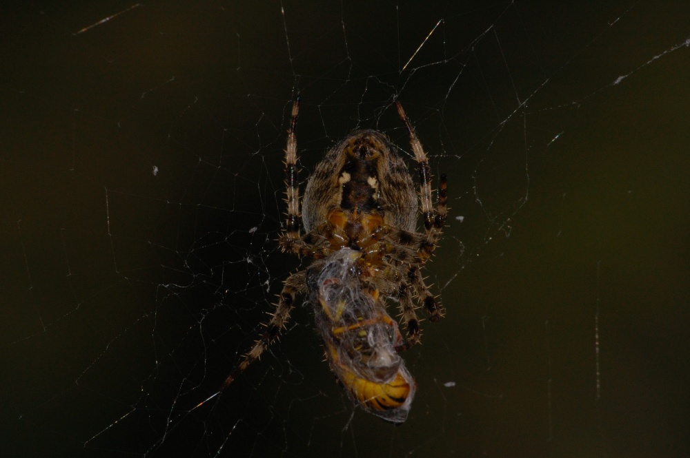 Photograph of Spider