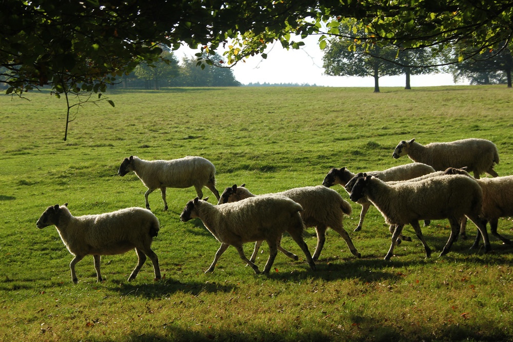 Sheep on the Chatsworth Estate