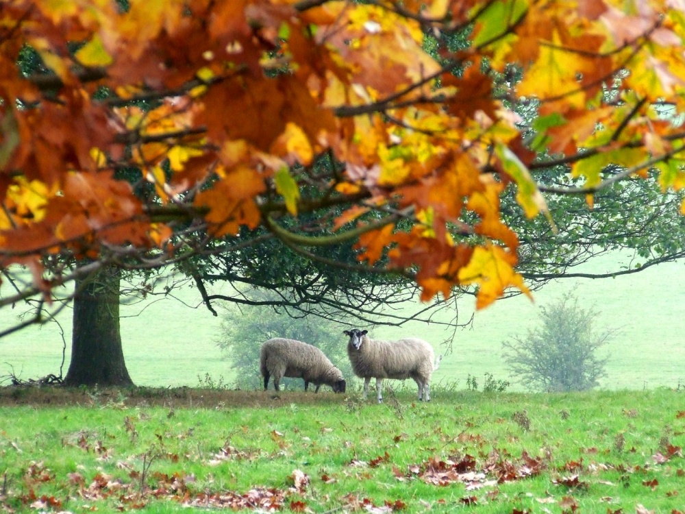 Kedleston Hall Park