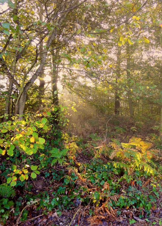 Edlington Woods, South Yorkshire