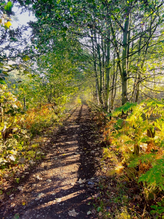 Path through Edlington Woods